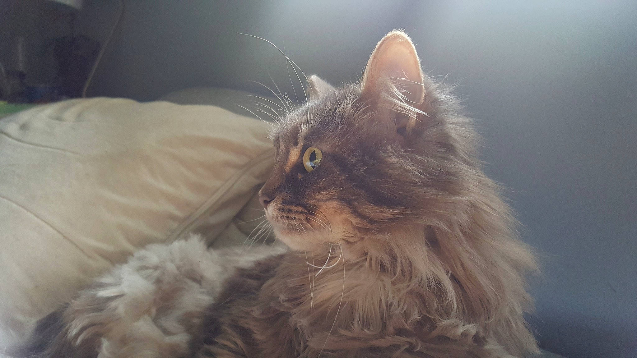 Faye joined the competition — help win amazing prizes! american_curl, asian_semi_longhair, british_longhair, british_semi_longhair, carnivore, cat, domestic_long_haired_cat, felidae, fur, kitten, laperm, maine_coon, mammal, norwegian_forest_cat, persian, ragamuffin, siberian, small_to_medium_sized_cats, snout, whiskers