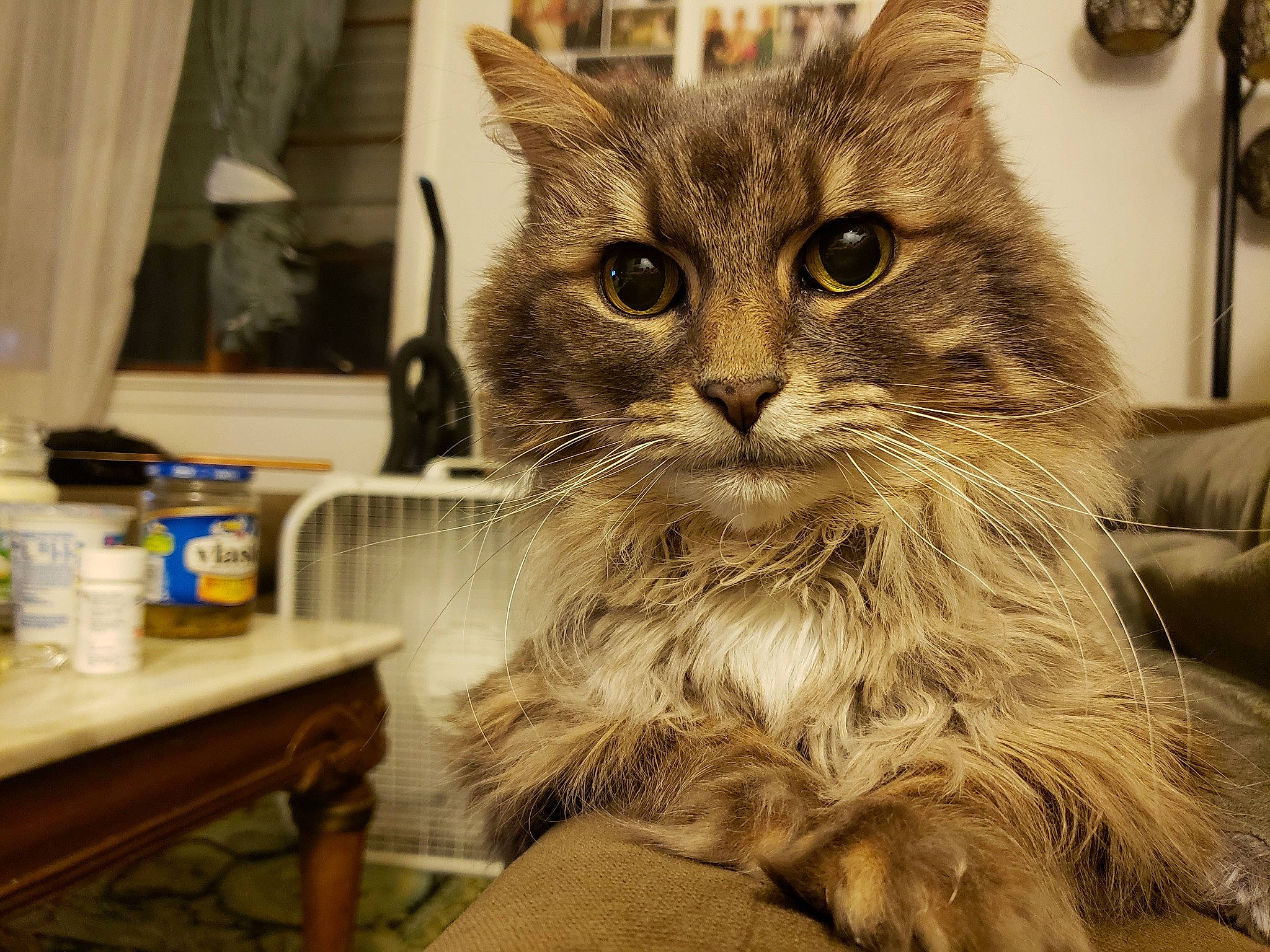 Faye joined the competition — help win amazing prizes! american_curl, asian, asian_semi_longhair, carnivore, cat, domestic_long_haired_cat, domestic_short_haired_cat, felidae, fur, kitten, maine_coon, mammal, norwegian_forest_cat, pixie_bob, ragamuffin, siberian, small_to_medium_sized_cats, tabby_cat, vertebrate, whiskers