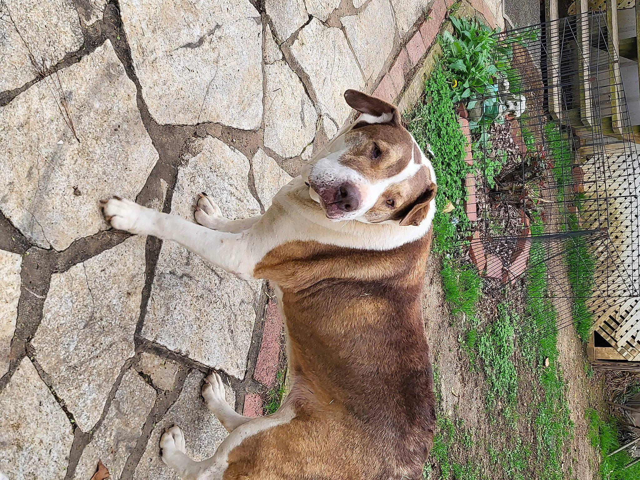 Georgia is registered to the contest to win money with this photo: cobblestone, eye, fawn, fur, grass, head, landscape, marsupial, organism, plant, rock, snout, soil, terrestrial_animal, trunk, twig, wildlife, wood, zoo