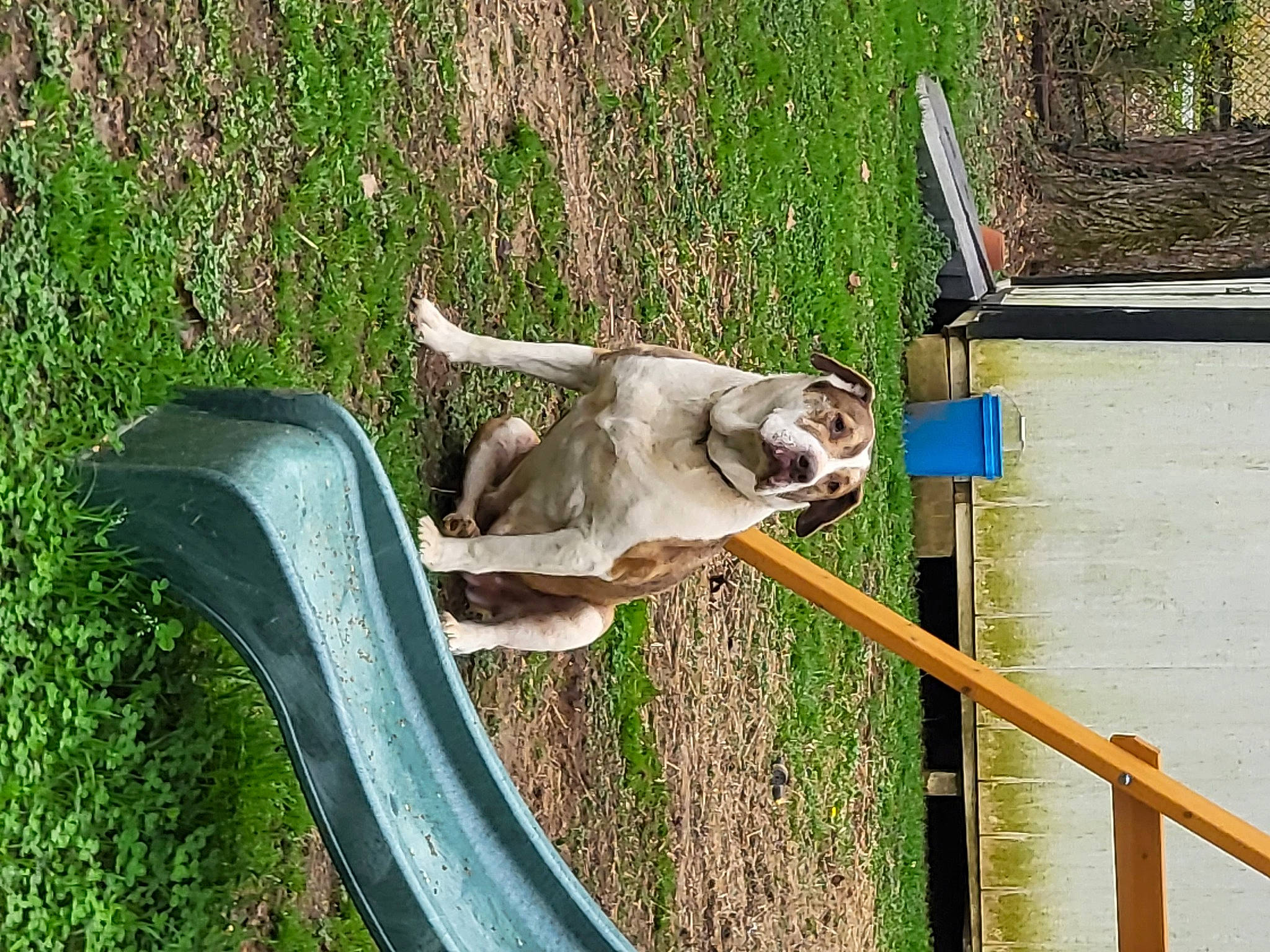 Georgia is registered to the contest to win money with this photo: art, automotive_tire, automotive_wheel_system, fawn, grass, landscape, lawn_ornament, plant, sculpture, snout, sporting_group, tail, terrestrial_animal, trunk, vertebrate, wildlife, wood, working_animal, zoo