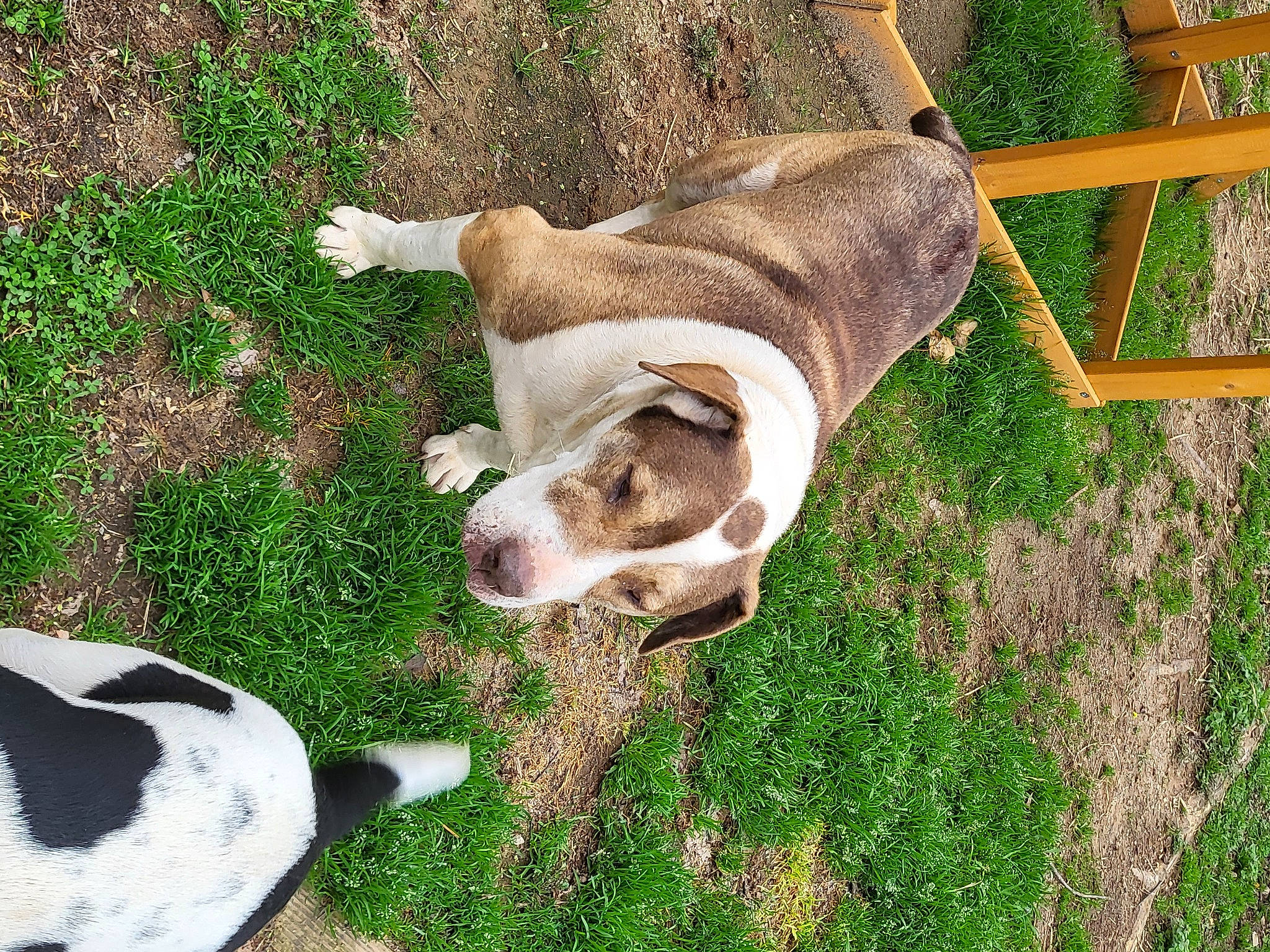 Georgia is registered to the contest to win money with this photo: bone, canidae, carnivore, companion_dog, dog, dog_breed, fawn, grass, horn, livestock, natural_material, non_sporting_group, pasture, snout, soil, sporting_group, tail, terrestrial_animal, wood, working_animal