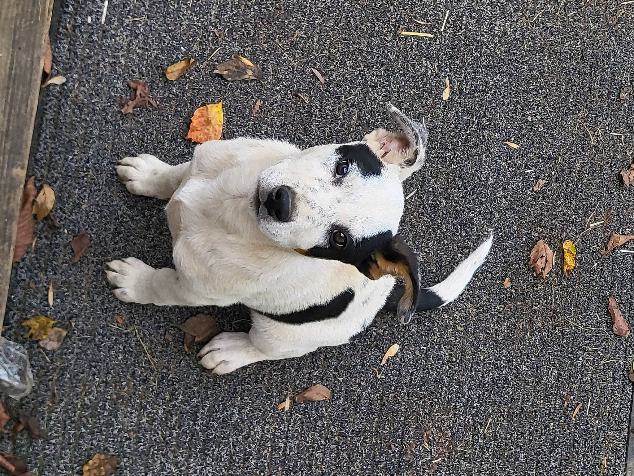 Milio is registered to the contest to win money with this photo: asphalt, carnivore, companion_dog, concrete, dog, dog_breed, fawn, fur, grass, paw, road, road_surface, sidewalk, sporting_group, street_dog, tail, tar, toy, vertebrate, working_animal