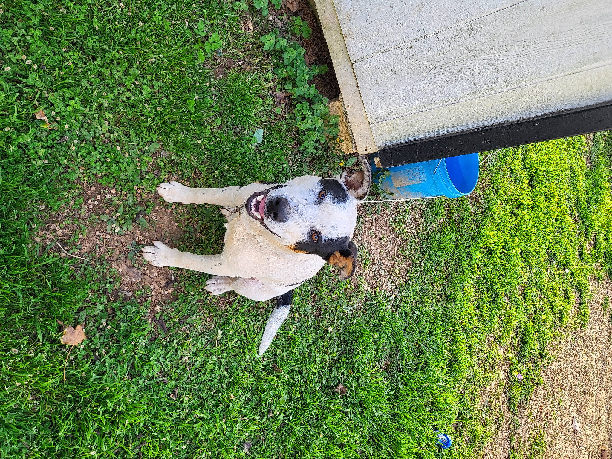 Milio joined the competition — help win amazing prizes! canidae, carnivore, collar, companion_dog, dog, dog_breed, electric_blue, fawn, grass, grass_family, grassland, groundcover, plant, shade, shrub, sporting_group, tail, working_animal, yard