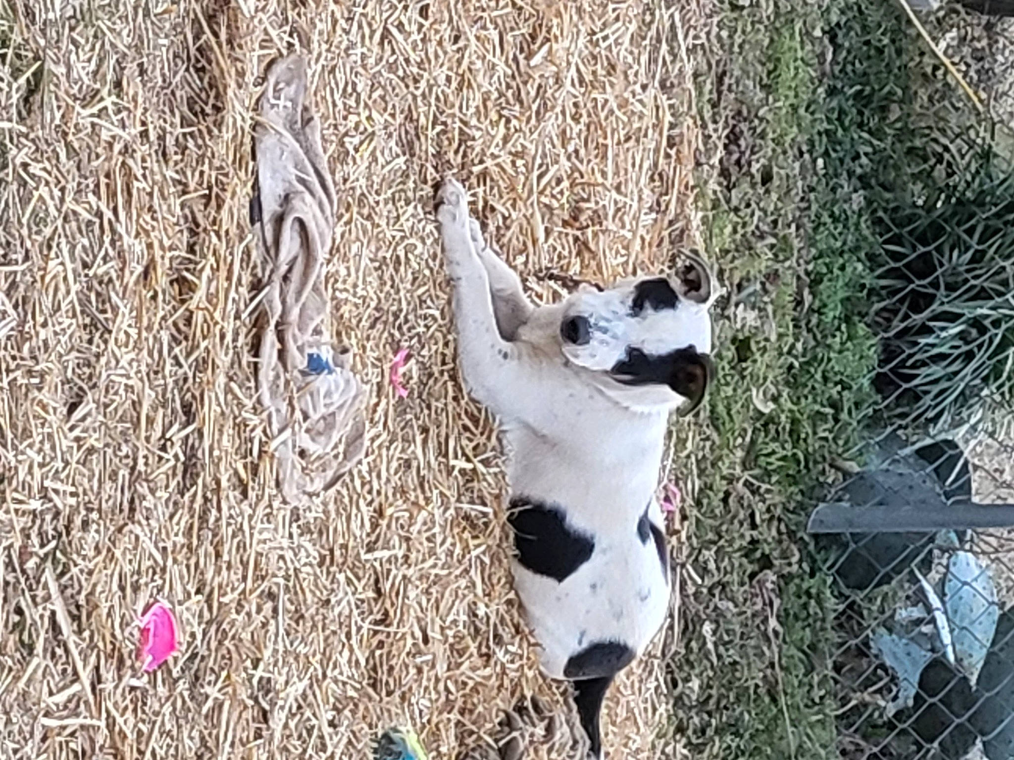 Milio is registered to the contest to win money with this photo: adventure, canidae, carnivore, companion_dog, dog_breed, fawn, fur, goats, grass, livestock, pasture, plant, recreation, snout, soil, sporting_group, tail, terrestrial_animal, wildlife, working_animal