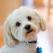 Joey joined the competition — help win amazing prizes! dog, white_dog, fluffy, pet, indoor, portrait, curious, animal, cute, collar, fur, closeup, domestic_animal, canine, looking, face, ears, nose, tag, background_blur