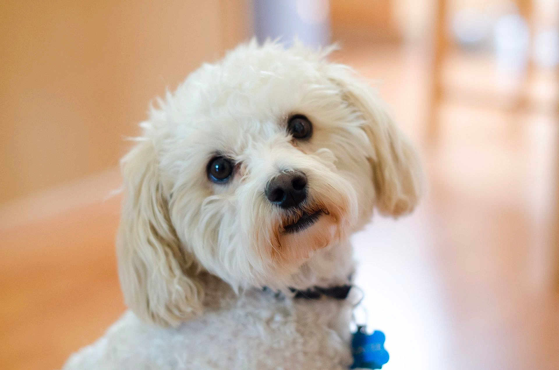 Joey joined the competition — help win amazing prizes! dog, white_dog, fluffy, pet, indoor, portrait, curious, animal, cute, collar, fur, closeup, domestic_animal, canine, looking, face, ears, nose, tag, background_blur