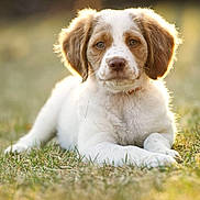 Josie is registered to the contest to win money with this photo: puppy, dog, grass, outdoor, sunlight, animal, pet, cute, brown, white, fur, ears, young, nature, laying, portrait, soft_light, background_blur, collar, calm