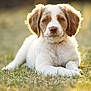 puppy, dog, grass, outdoor, sunlight, animal, pet, cute, brown, white, fur, ears, young, nature, laying, portrait, soft_light, background_blur, collar, calm