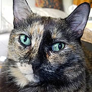 Olive joined the competition — help win amazing prizes! cat, tortoiseshell, close_up, green_eyes, whiskers, indoor, furniture, cushion, pet, fur, portrait, animal, face, ears, domestic_cat, cute, relaxed, home, feline, mammal