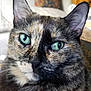 cat, tortoiseshell, close_up, green_eyes, whiskers, indoor, furniture, cushion, pet, fur, portrait, animal, face, ears, domestic_cat, cute, relaxed, home, feline, mammal