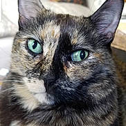Olive is registered to the contest to win money with this photo: cat, tortoiseshell, green_eyes, close_up, fur, pet, animal, indoor, couch, living_room, blurred_background, relaxed, portrait, whiskers, ears, nose, face, domestic_cat, feline, screenshot