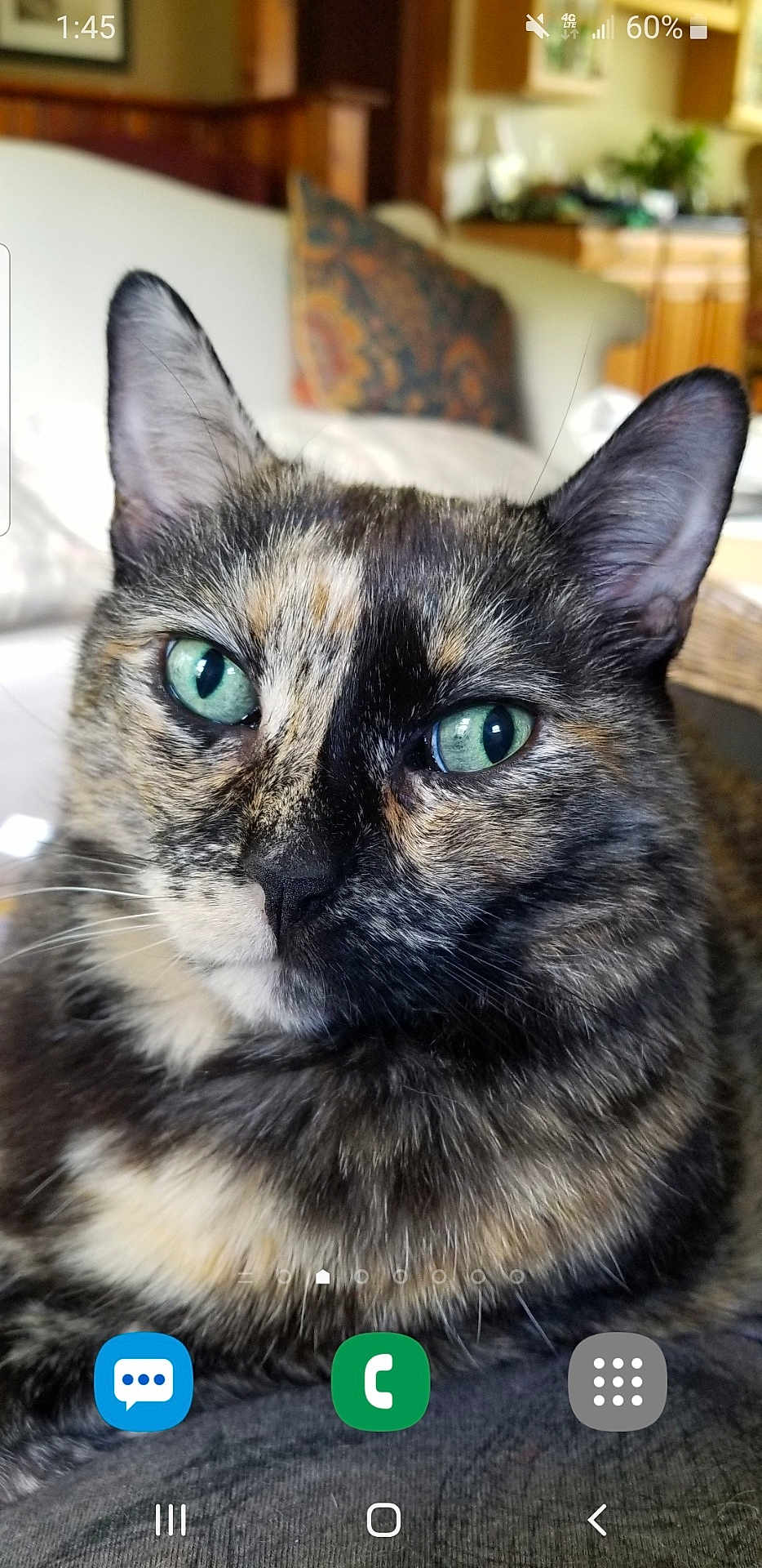 Olive is registered to the contest to win money with this photo: cat, tortoiseshell, green_eyes, close_up, fur, pet, animal, indoor, couch, living_room, blurred_background, relaxed, portrait, whiskers, ears, nose, face, domestic_cat, feline, screenshot