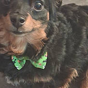 Nemo joined the competition — help win amazing prizes! dog, puppy, black_and_tan, small_dog, bow_tie, green_accessory, close_up, portrait, large_eyes, glossy_eyes, fluffy_fur, long_hair, brown markings, pet, canine, indoor, cute, staring, formal_accessory, photograph