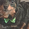 dog, puppy, black_and_tan, small_dog, bow_tie, green_accessory, close_up, portrait, large_eyes, glossy_eyes, fluffy_fur, long_hair, brown markings, pet, canine, indoor, cute, staring, formal_accessory, photograph