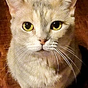 Weezy joined the competition — help win amazing prizes! cat, animal, pet, whiskers, yellow_eyes, fur, close_up, looking_up, indoor, wooden_floor, curious, cute, feline, mammal, domestic_animal, sitting, portrait, face, ears, nose