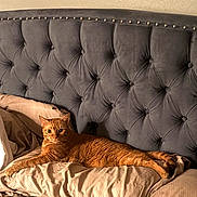 Casso is registered to the contest to win money with this photo: cat, orange_cat, tabby_cat, bed, pillow, headboard, tufted_headboard, indoor, pet, feline, relaxed, lying_down, cozy, fur, whiskers, ears, animal, domestic_animal, resting, curious