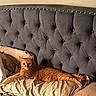 cat, orange_cat, tabby_cat, bed, pillow, headboard, tufted_headboard, indoor, pet, feline, relaxed, lying_down, cozy, fur, whiskers, ears, animal, domestic_animal, resting, curious