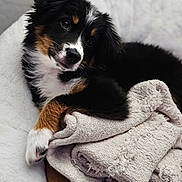 Cookie joined the competition — help win amazing prizes! puppy, dog, tricolor, cute, pet, bed, blanket, cozy, fur, animal, young, snuggling, relaxed, indoor, soft, portrait, looking, paw, sleepy, companion