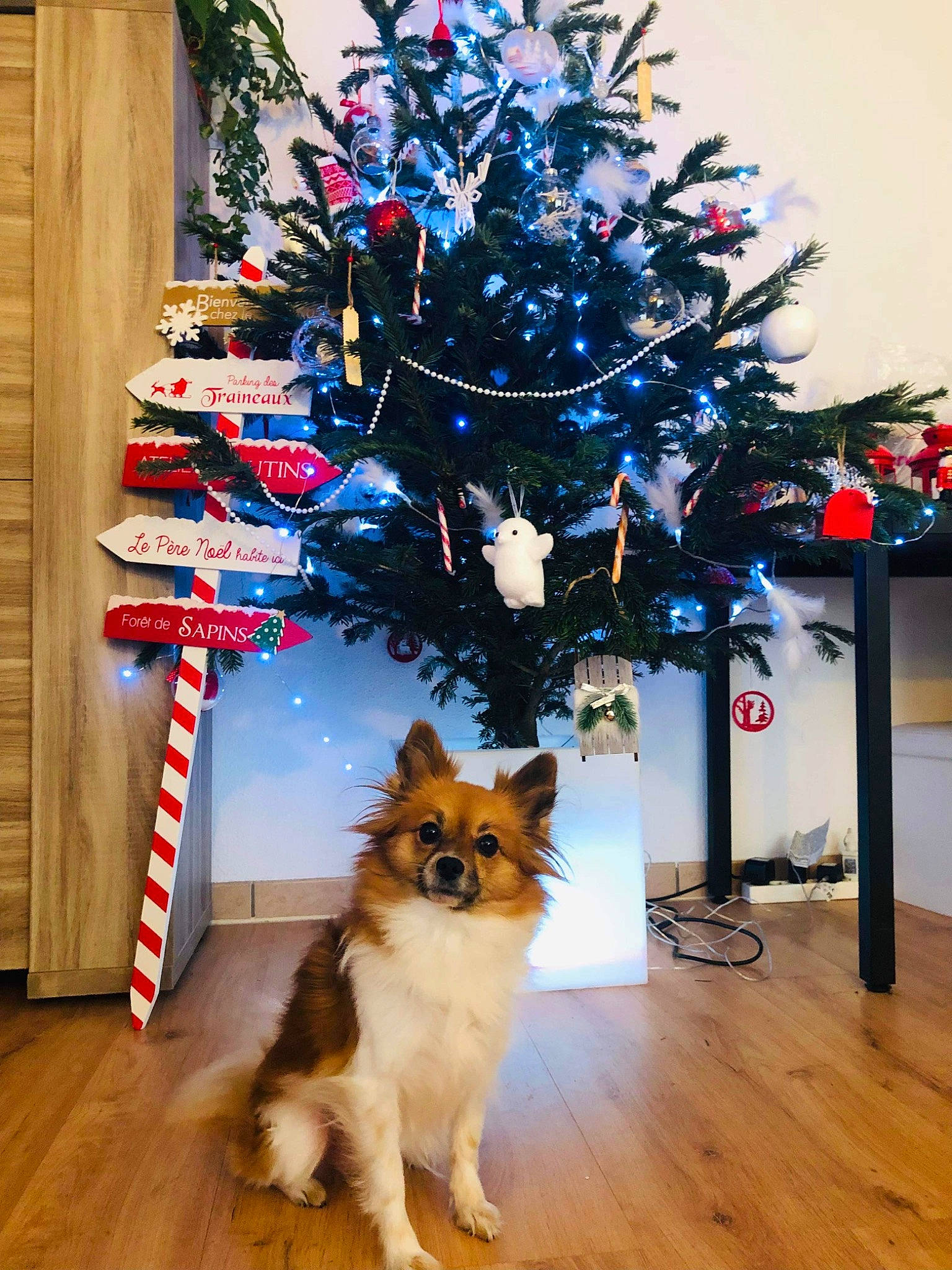 Naïa a rejoint le concours — aidez-le/la à gagner de superbes lots ! carnivore, christmas, christmas_decoration, christmas_ornament, christmas_tree, collie, companion_dog, dog, dog_breed, event, evergreen, fawn, holiday, holiday_ornament, ornament, plant, spitz, sporting_group, tree, wood