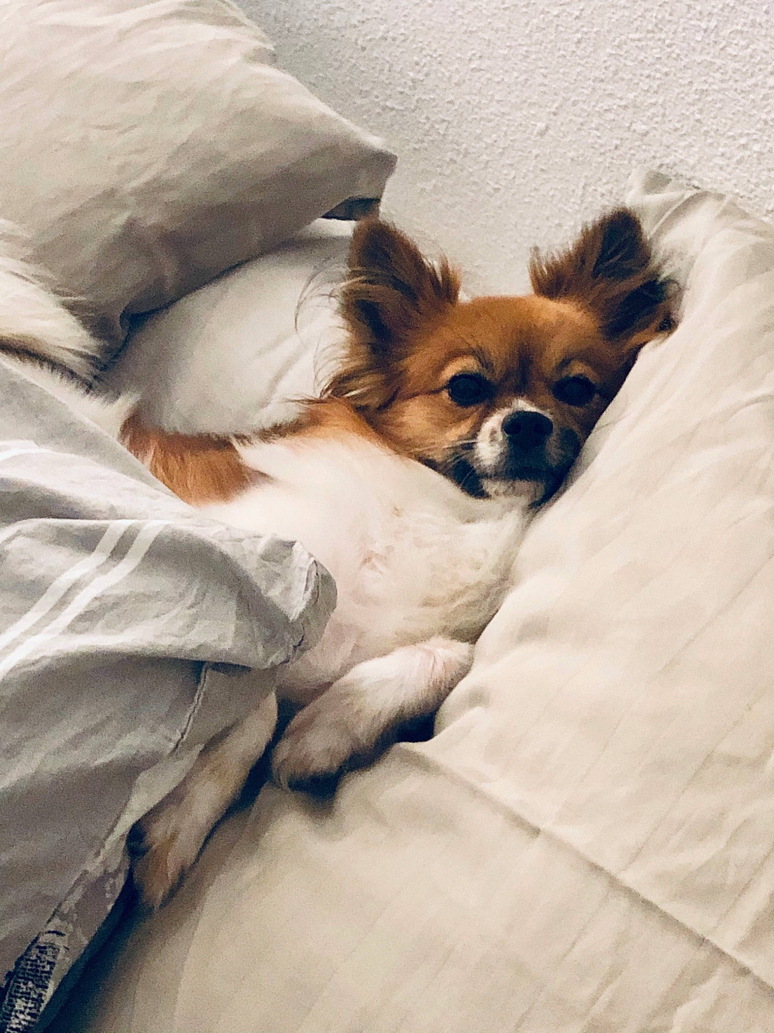 Naïa a rejoint le concours — aidez-le/la à gagner de superbes lots ! bed, bedding, carnivore, comfort, companion_dog, dog, dog_breed, dog_supply, fawn, fur, linens, liver, nap, small_terrier, snout, terrestrial_animal, toy_dog, whiskers, wildlife, working_animal