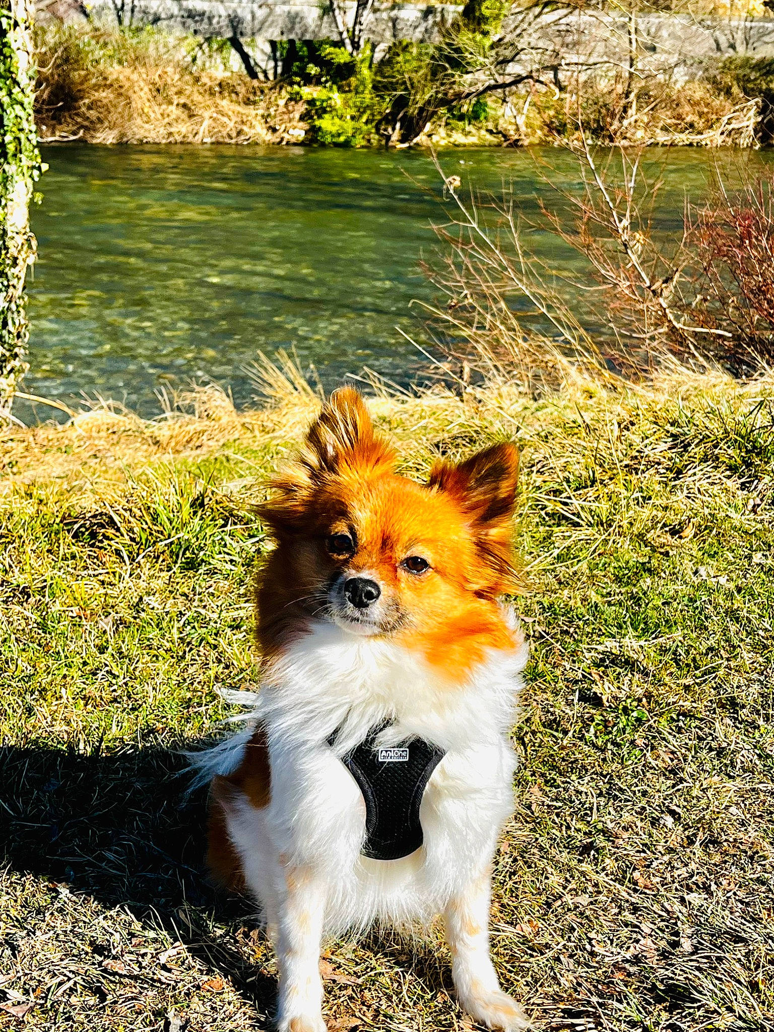 Naïa participe au concours pour gagner de l'argent avec cette photo : canidae, carnivore, companion_dog, dog, dog_breed, fawn, fur, grass, lake, landscape, natural_landscape, plant, snout, sporting_group, stream, tail, terrestrial_animal, water, whiskers, wildlife