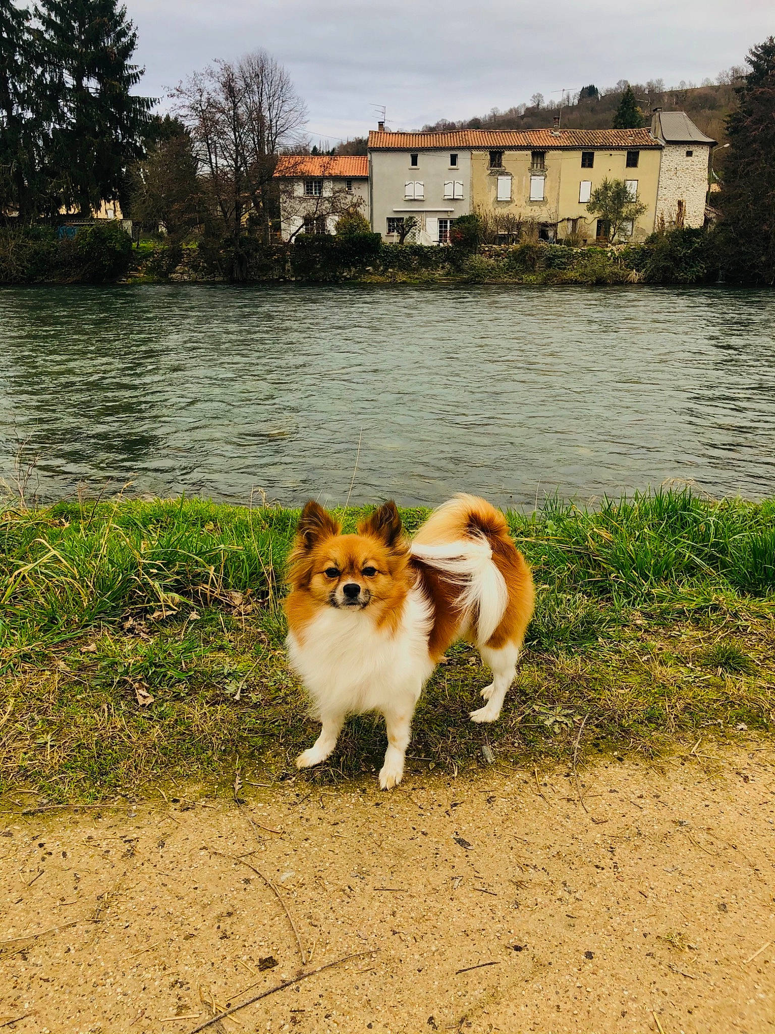 Naïa a rejoint le concours — aidez-le/la à gagner de superbes lots ! building, carnivore, collie, companion_dog, dog, dog_breed, fawn, felidae, grass, lake, landscape, natural_landscape, plant, rough_collie, rural_area, shetland_sheepdog, sky, tree, water, window