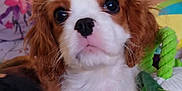 Altesse participe au concours pour gagner de l'argent avec cette photo : animal, brown_and_white, cavalier_king_charles_spaniel, close_up, colorful_background, cute, dog, ears, face, fluffy, fur, indoors, looking, pet, portrait, puppy, soft_light, toy, whiskers, young