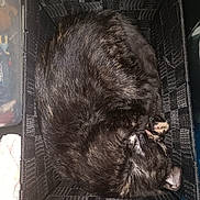 Croquette a rejoint le concours — aidez-le/la à gagner de superbes lots ! cat, sleeping, basket, fur, cozy, pet, resting, black_cat, woven_basket, indoor, closeup, curled_up, animal, cute, domestic_cat, feline, relaxed, nap, soft, comfortable