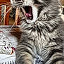 Winslow participe au concours pour gagner de l'argent avec cette photo : animal, cat, close_up, cozy, feline, fur, furniture, gray_tabby, home, indoor, patterned_surface, paw, pet, relaxed, stretching, table, tongue, whiskers, wooden_chair, yawning