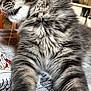 animal, bed, blanket, cat, close_up, cute, domestic, feline, fur_texture, gray_fur, indoor, mammal, pattern, paws, pet, relaxed, stretching, tabby, tongue_out, whiskers