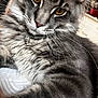 animal, cat, close_up, cozy, cute, domestic, eyes, face, feline, fur, gray_cat, indoor, mammal, pet, portrait, relaxed, resting, soft, tabby, whiskers