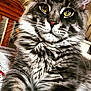 animal, cat, close_up, cute, eyes, face, fluffy, fur, furniture, gray, indoor, laying, mammal, nose, paw, pet, portrait, relaxed, tabby, whiskers
