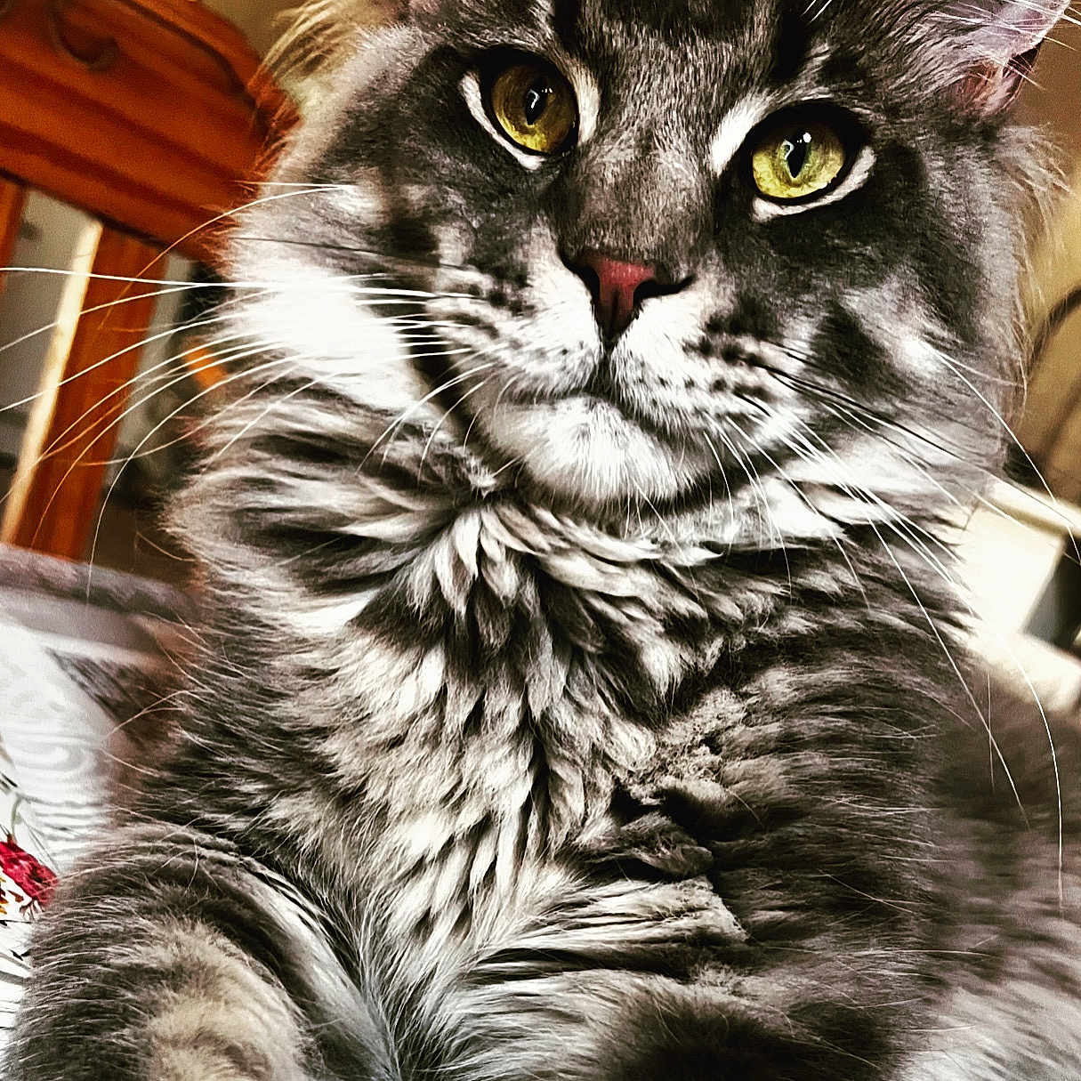 Winslow a rejoint le concours — aidez-le/la à gagner de superbes lots ! animal, cat, close_up, cute, eyes, face, fluffy, fur, furniture, gray, indoor, laying, mammal, nose, paw, pet, portrait, relaxed, tabby, whiskers