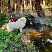 Tishan Heredia joined the competition — help win amazing prizes! dog, white_dog, pond, koi_fish, waterfall, greenery, plants, palm_trees, sunlight, garden, fence, rocks, outdoor, nature, animal, water, grass, bushes, peaceful, daytime