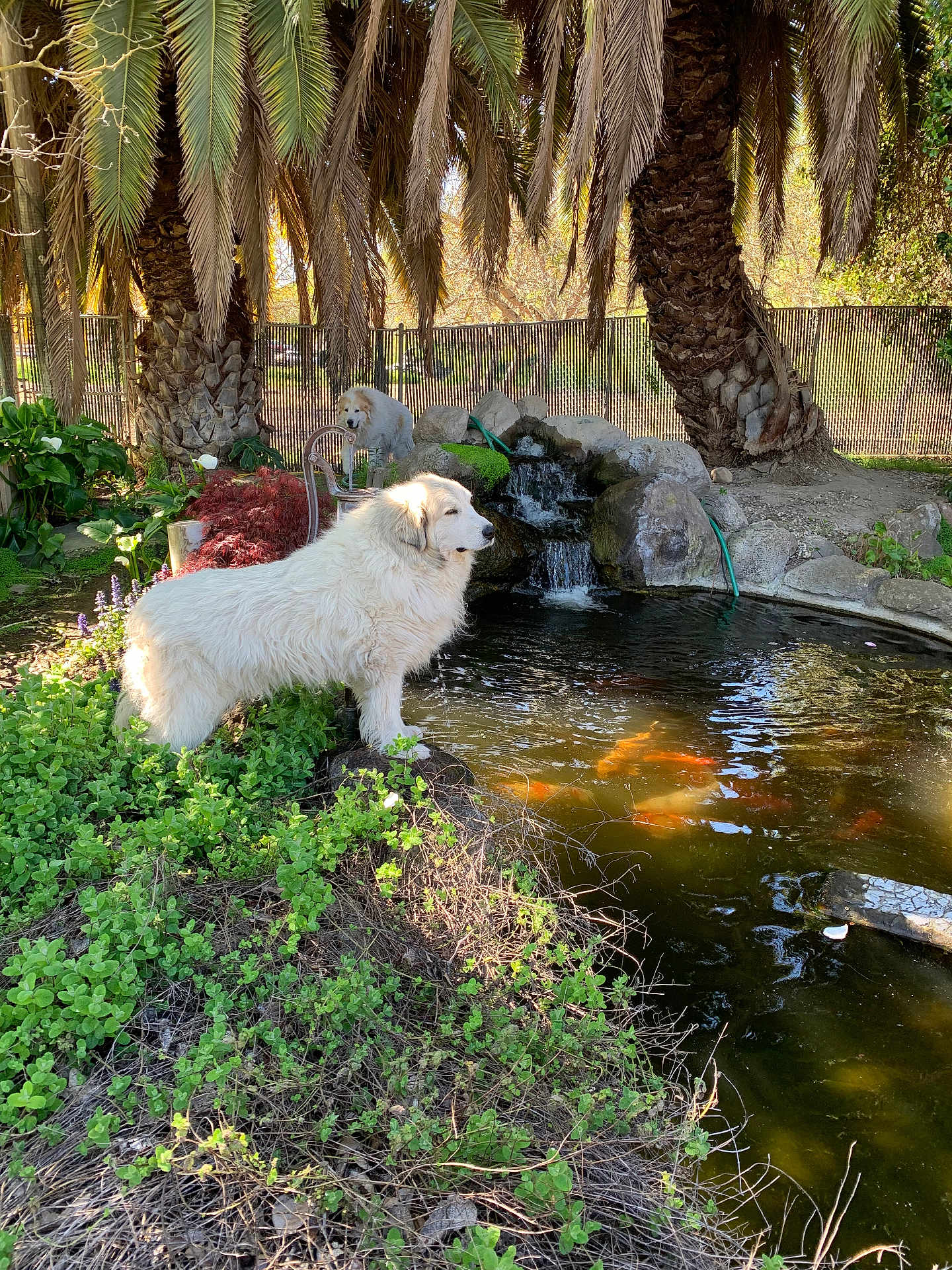 Tishan Heredia joined the competition — help win amazing prizes! dog, white_dog, pond, koi_fish, waterfall, greenery, plants, palm_trees, sunlight, garden, fence, rocks, outdoor, nature, animal, water, grass, bushes, peaceful, daytime