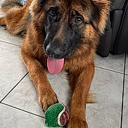 Vaïka a rejoint le concours — aidez-le/la à gagner de superbes lots ! dog, german_shepherd, pet, animal, playing, toy, tennis_ball, floor, indoor, tongue_out, ears_up, fur, brown, black, paws, couch, blanket, relaxed, looking_at_camera, home