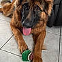 dog, german_shepherd, pet, animal, playing, toy, tennis_ball, floor, indoor, tongue_out, ears_up, fur, brown, black, paws, couch, blanket, relaxed, looking_at_camera, home