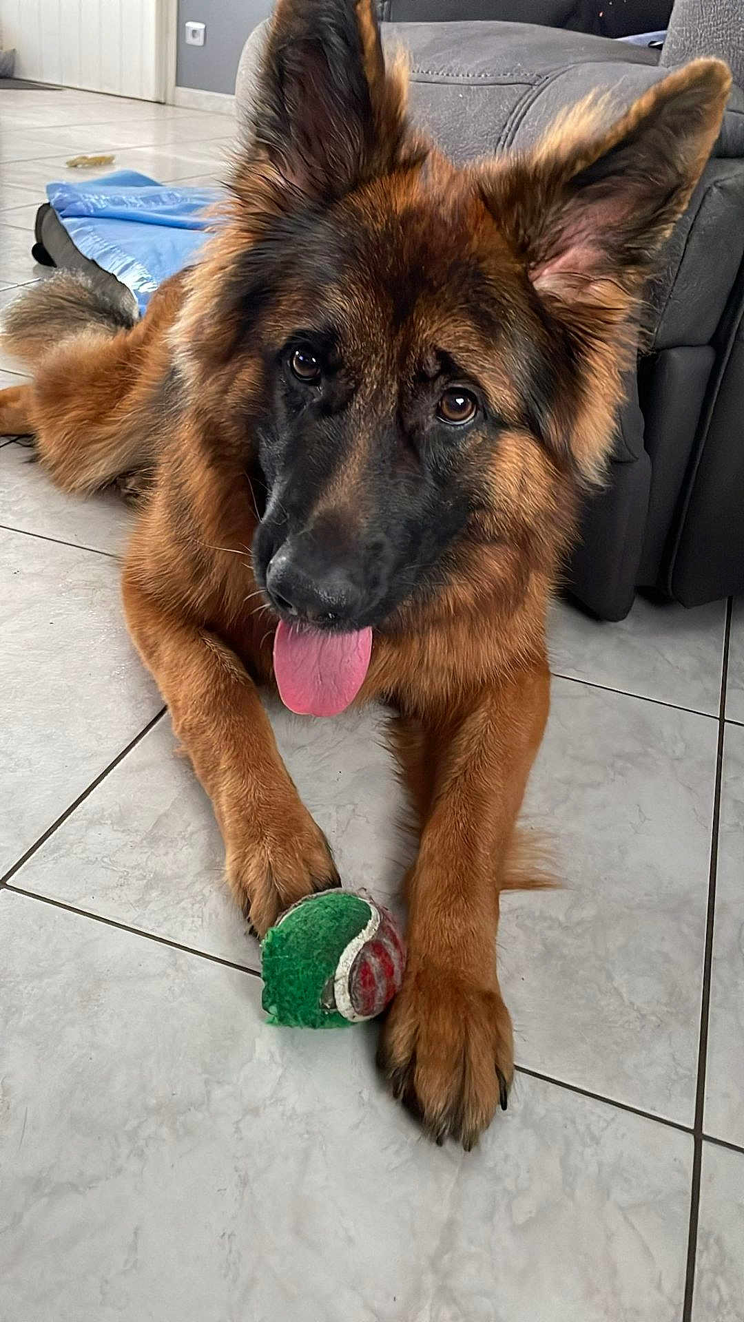 Vaïka a rejoint le concours — aidez-le/la à gagner de superbes lots ! dog, german_shepherd, pet, animal, playing, toy, tennis_ball, floor, indoor, tongue_out, ears_up, fur, brown, black, paws, couch, blanket, relaxed, looking_at_camera, home