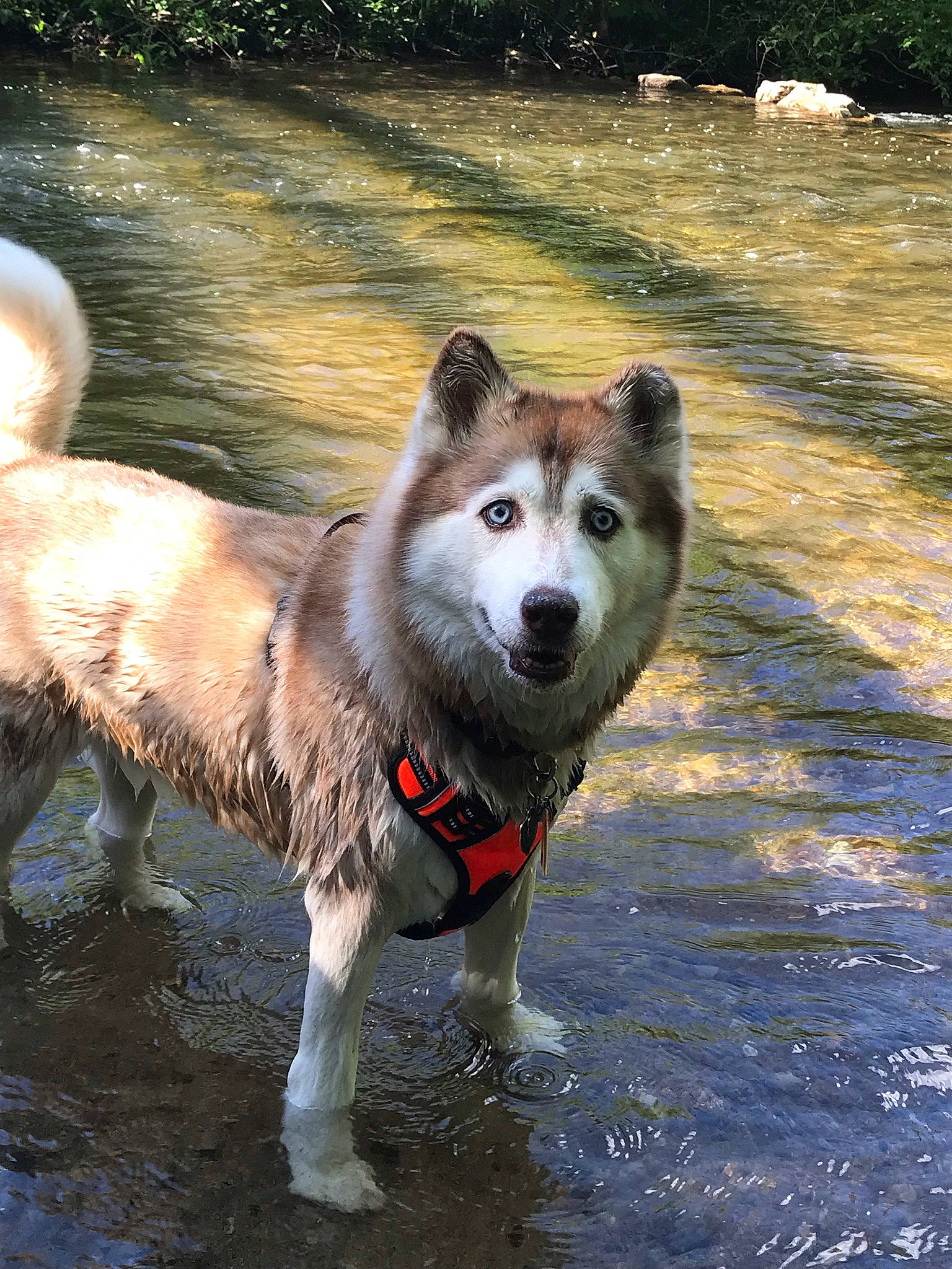 Kiara joined the competition — help win amazing prizes! ancient_dog_breeds, canidae, carnivore, collar, companion_dog, dog, dog_breed, dog_supply, fawn, ford, non_sporting_group, snout, sporting_group, tail, terrestrial_animal, water, wildlife, working_animal, working_dog