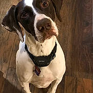 Paxton is registered to the contest to win money with this photo: attentive, brown_spots, closeup, collar, dog, ears, eyes, hardwood_floor, head_tilt, indoor, nose, paws, pet, pointer, portrait, sitting, tag, waiting, white_coat, wood_grain