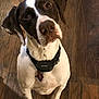 attentive, brown_spots, closeup, collar, dog, ears, eyes, hardwood_floor, head_tilt, indoor, nose, paws, pet, pointer, portrait, sitting, tag, waiting, white_coat, wood_grain