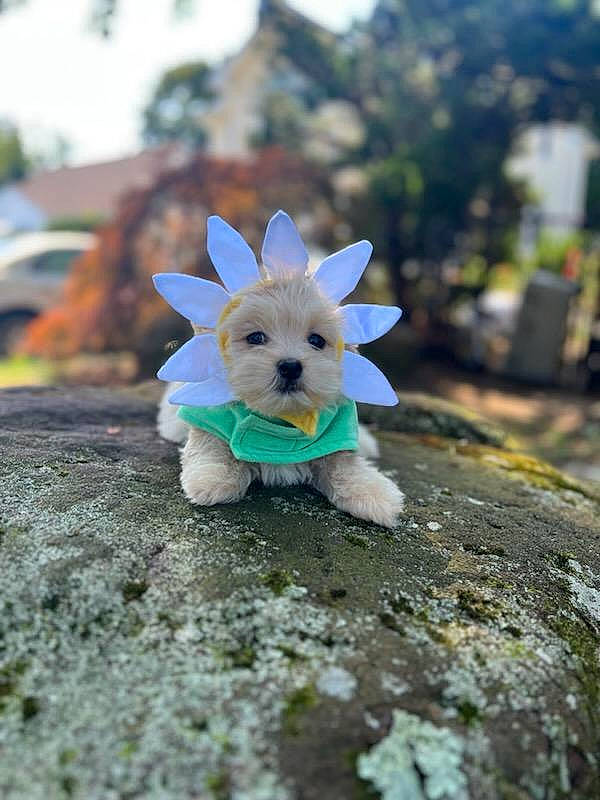 Mia is registered to the contest to win money with this photo: canidae, carnivore, companion_dog, dog_breed, dog_clothes, fawn, figurine, fur, grass, sky, snout, soil, stuffed_toy, tail, terrestrial_animal, toy, toy_dog, tree, wood, working_animal