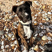Thanos participe au concours pour gagner de l'argent avec cette photo : black_nose, brindle, closeup, collar, curious, daylight, dog, footwear, head_tilt, leaves, nature, outdoor, pet, puppy, rocks, shoes, sitting, stones, sunlight, young_dog