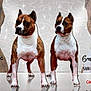 Ozzy participe au concours pour gagner de l'argent avec cette photo : american_pit_bull_terrier, american_staffordshire_terrier, ancient_dog_breeds, bull_and_terrier, canidae, carnivore, companion_dog, dog, dog_breed, fawn, mammal, non_sporting_group, pit_bull, rare_breed_dog, staffordshire_bull_terrier, terrier, vertebrate