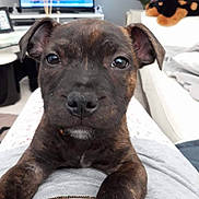 Ozzy participe au concours pour gagner de l'argent avec cette photo : american_pit_bull_terrier, canidae, carnivore, dog, dog_breed, fawn, mammal, non_sporting_group, old_english_terrier, patterdale_terrier, puppy, rare_breed_dog, snout, staffordshire_bull_terrier, vertebrate