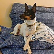 Lucy is registered to the contest to win money with this photo: dog, small_dog, indoor, bed, bedspread, pillow, blue, floral_pattern, pet, collar, crossed_paws, relaxed, resting, canine, domestic_animal, fur, ears, looking_away, furniture, home