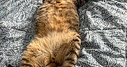 Gribouille participe au concours pour gagner de l'argent avec cette photo : cat, ginger_cat, sleeping, lying_down, belly_up, paws, fur, whiskers, closed_eyes, relaxed, bed, bedspread, paisley, bedroom, indoor, cozy, pet, animal, portrait, funny