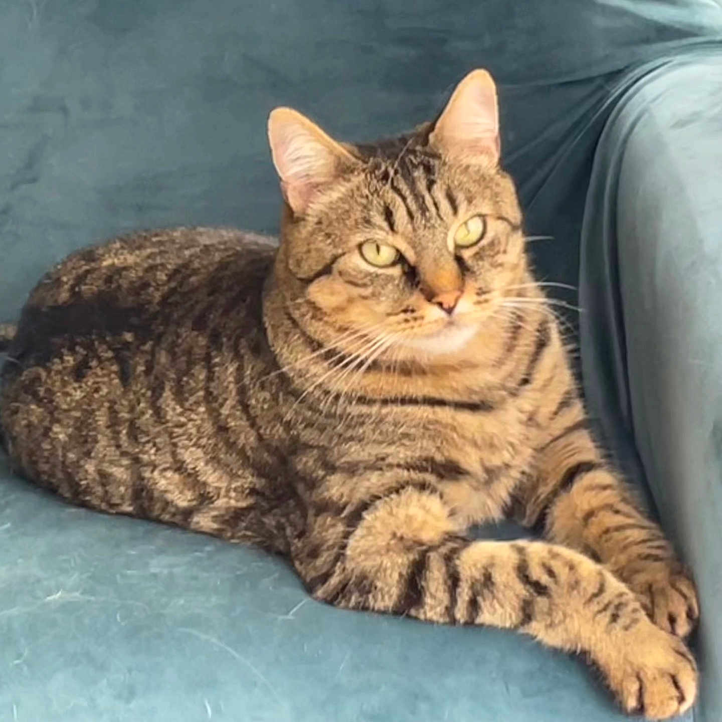 Gribouille a rejoint le concours — aidez-le/la à gagner de superbes lots ! alert, animal, blue_fabric, cat, close_up, couch, feline, home, indoor, lounging, lying_down, paws, pet, portrait, relaxed, sofa, striped_fur, tabby_cat, whiskers, yellow_eyes