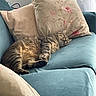 Gribouille participe au concours pour gagner de l'argent avec cette photo : blue_couch, cat, couch, cozy, curtains, floral_pillow, fluffy, furniture, home, indoor, living_room, lying_down, natural_light, pet, pillows, relaxed, sleeping, sofa, tabby_cat, window