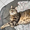 cat, tabby_cat, feline, pet, animal, green_eyes, striped_fur, whiskers, ears, nose, paws, lying_down, relaxed, sleepy, indoor, blanket, cushion, gray, pink, portrait
